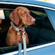 image 4 of Luxury Blue Tweed Dog Walking Set - 3 Piece