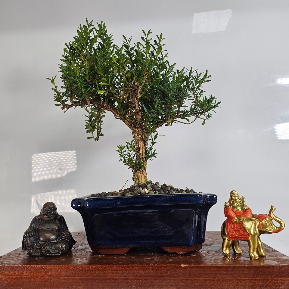 Yorkshire Bonsai Boxwood (Buxus Harlandii) Bonsai Tree Shaped In 20cm Pot
