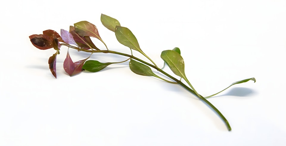 image 1 of Ludwigia repens - Live Aquarium Plant for Midground Planting, No CO2 Needed - Fish Tank Plant