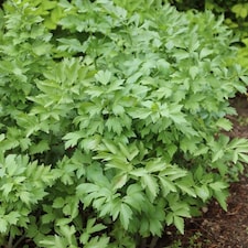 Lovage Herb Plant Levisticum Officinale 9cm Pot | Green | Green | 9cm Pot | 1