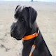 image 7 of HugglePets Snappy Adjustable Dog Collar Orange | M