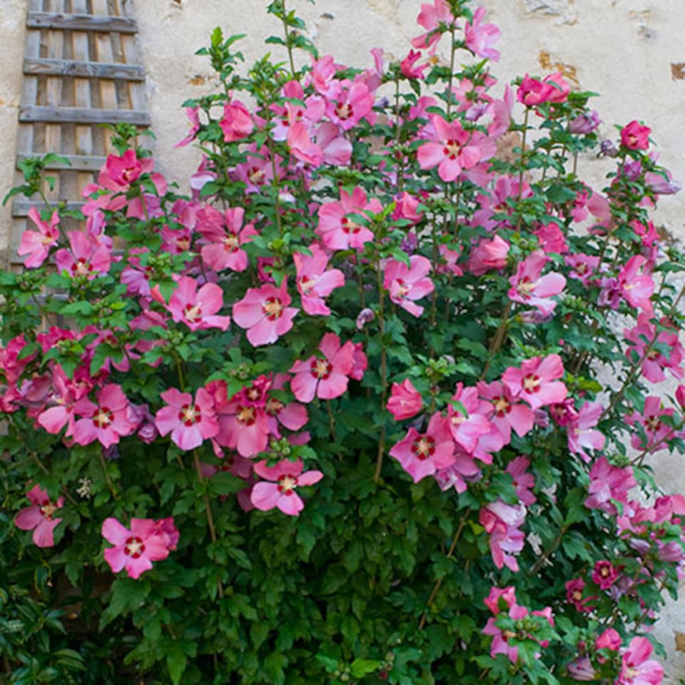 image 1 of Hibiscus Woodbridge 3L pot award winning shrub
