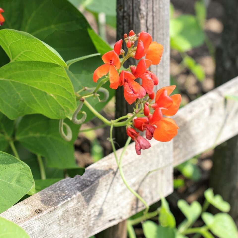 image 1 of Carbeth Plants 3 x Runner Bean Scarlet Emperor Vegetable Plant - 6 pack - Easy Grow Kitchen Garden