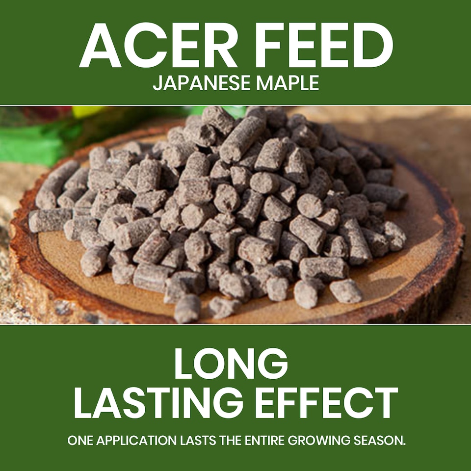 image 1 of Vitax Acer Feed Japanese Maple Tree Organic Plant Feed Healthy Growth Vibrant Foliage 0.9kg Pack of 2