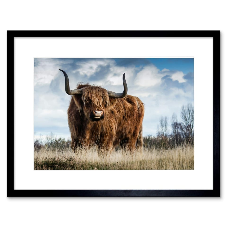 image 1 of Animal Photograph Scottish Highland Coo Hairy Cow 9x7" Black Framed Wall Art Print