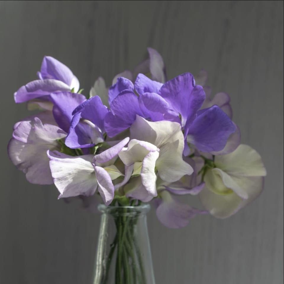 image 1 of Noel Sutton Sweet Pea Seeds - Classic Blue Fragrant Climbing Annual Cut Flower Cottage Garden by Thompson & Morgan