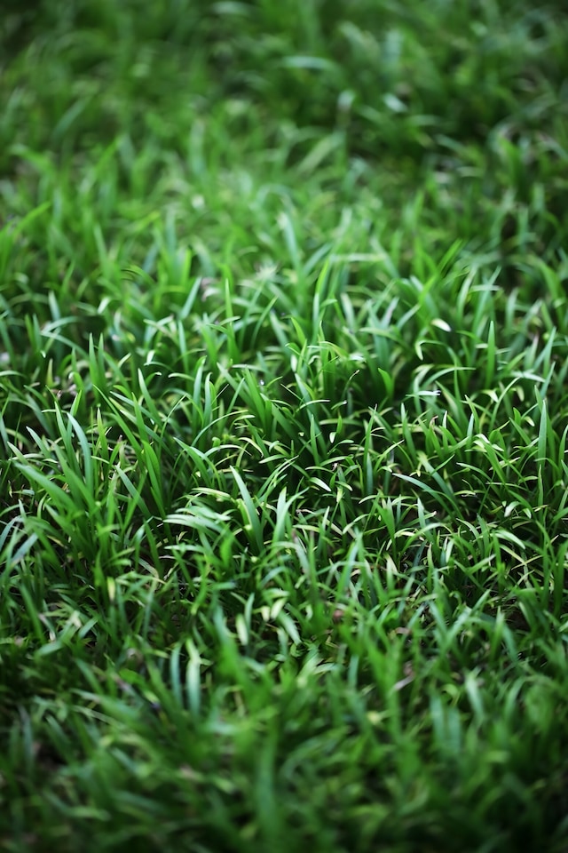 image 1 of Micro Sword (Echinodorus tenellus) - Live Aquarium Plant for Foreground & Carpeting, No CO2 Needed - Fish Tank Plant