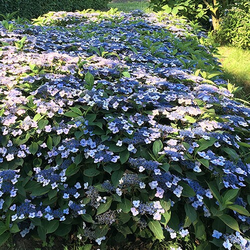 You Garden - Hydrangea serrata Magic Pillow Three Established Plants in 9cm Pots