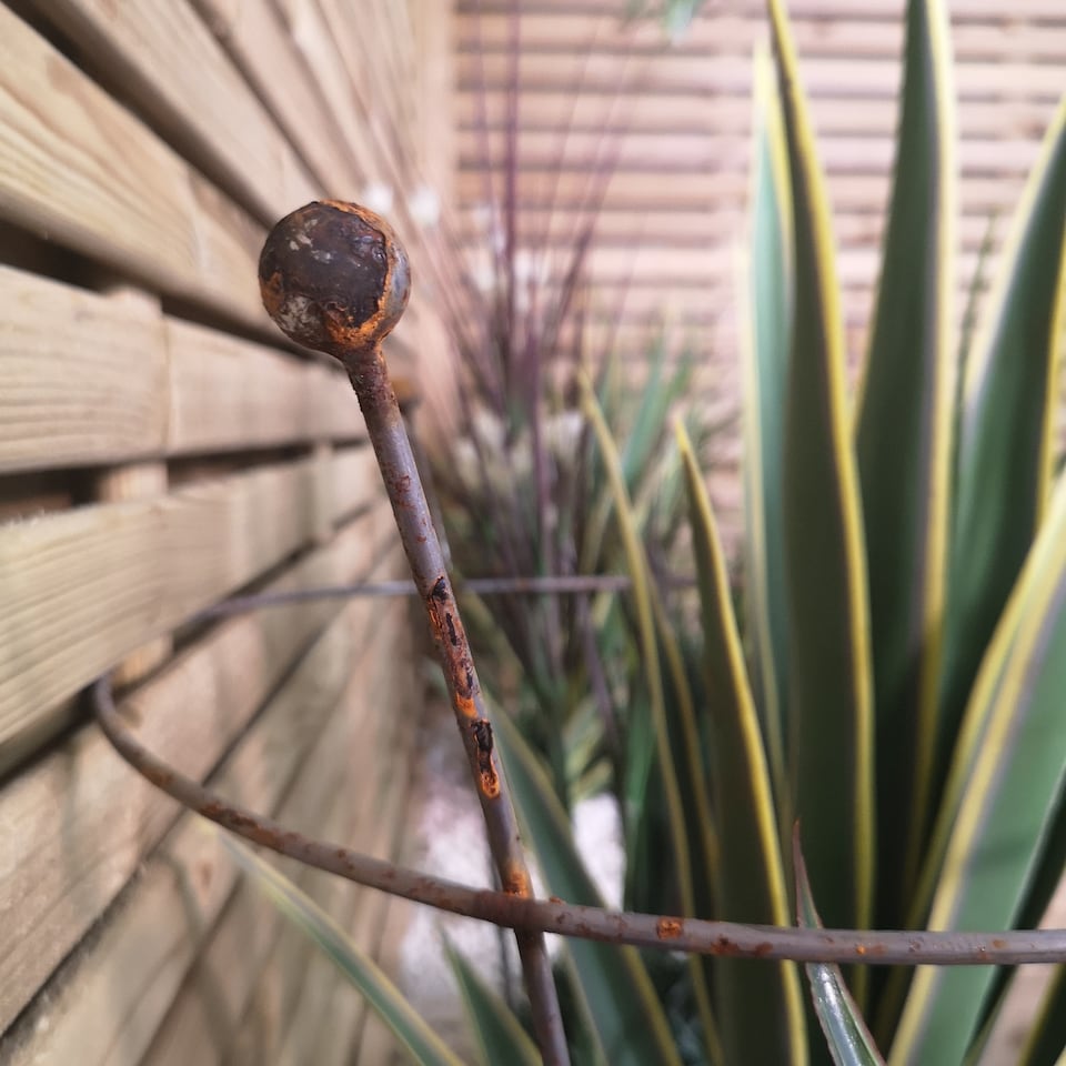 image 1 of Pack of 4 Tom Chambers Herbaceous Bare Rusted Steel Garden Plant Support Medium 54cm x 40cm