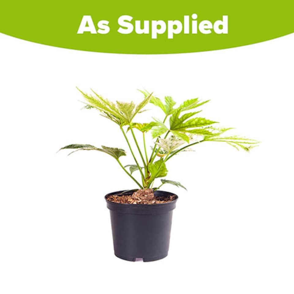 image 1 of 1 x Fatsia japonica 'Spider's Web' in a 3L Pot Grown Your Own in Gardens Perfect for Pots & Containers