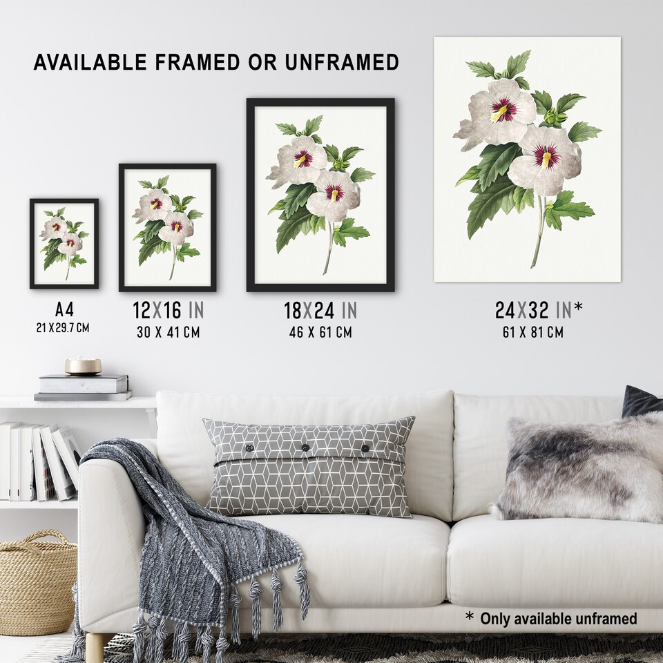 image 1 of Hibiscus Flower Illustration Redoute Vintage Huge Wall Art Print 18X24 In