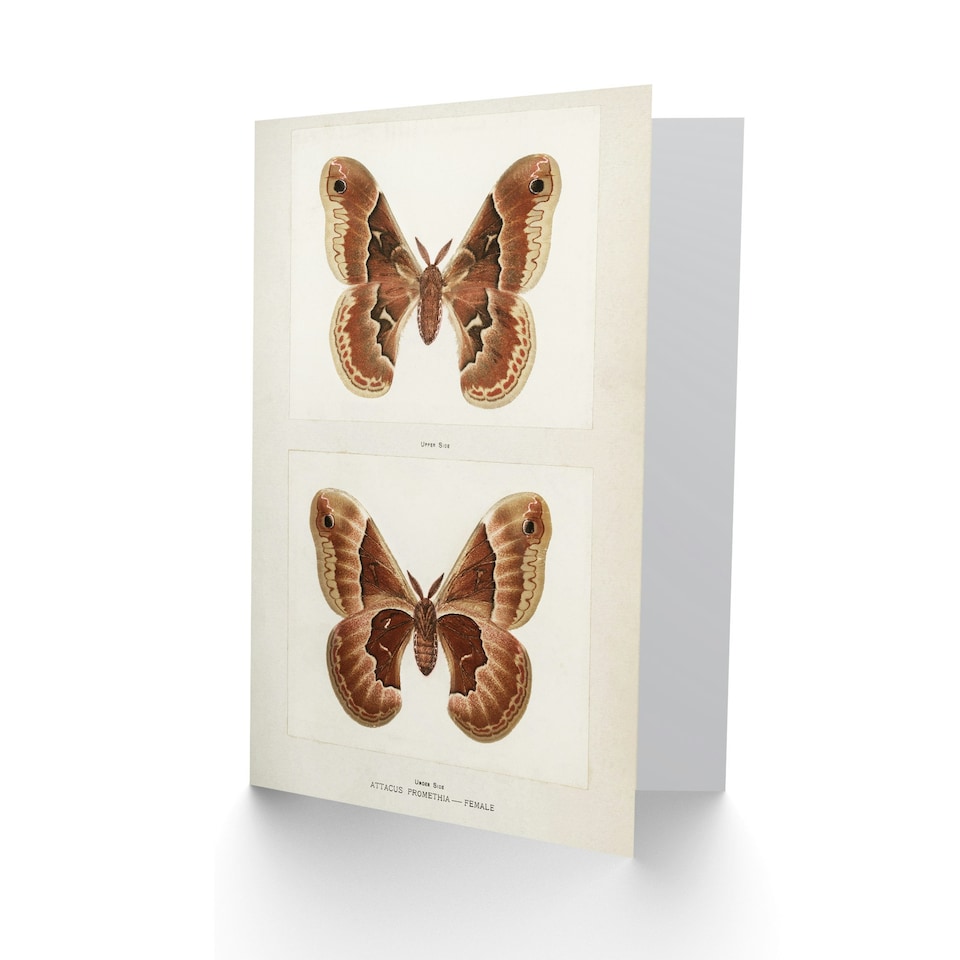 image 1 of Sherman Denton Art Card Promethea Silk Moth Female