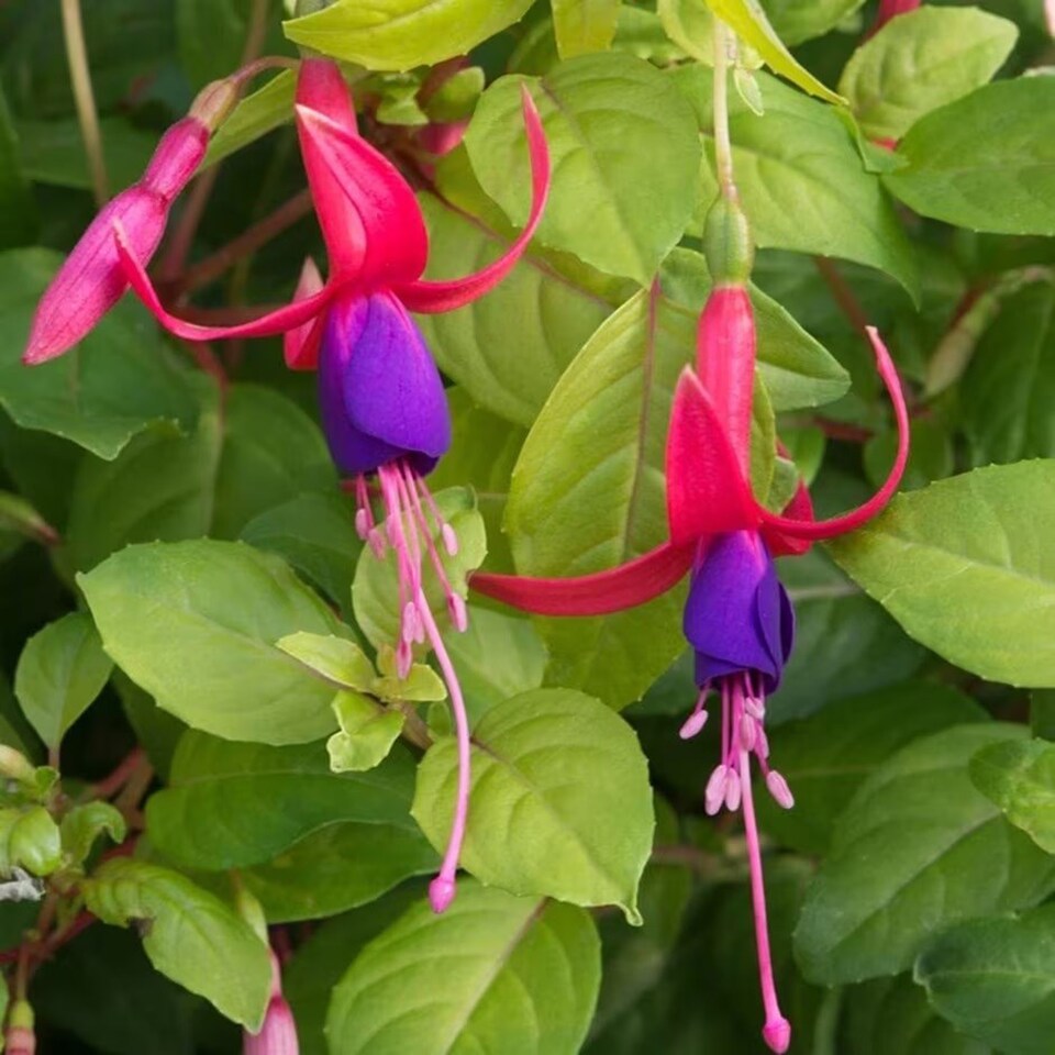 Set of 3 Genii Bedding Plant Fuchsia in 9cm Pots