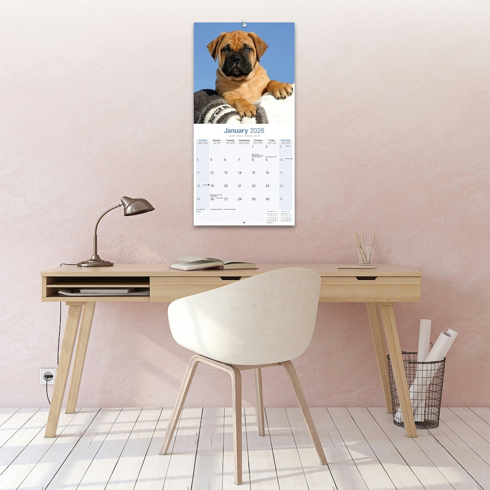 image 1 of Bull Mastiff 2026 Calendar | Square Wall Calendar | Dog Breed Gift | Plastic Free Packaging | by Avonside Publishing