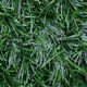 image 3 of Primrose Artificial Conifer Screening Roll Hedge Fence Privacy Border W3m x H1m