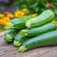 image 3 of Courgette Sure Thing Parthenocarpic Disease Resistant Dark Green Cool Summer Crop. 2 Litre Pots x 2. T&M
