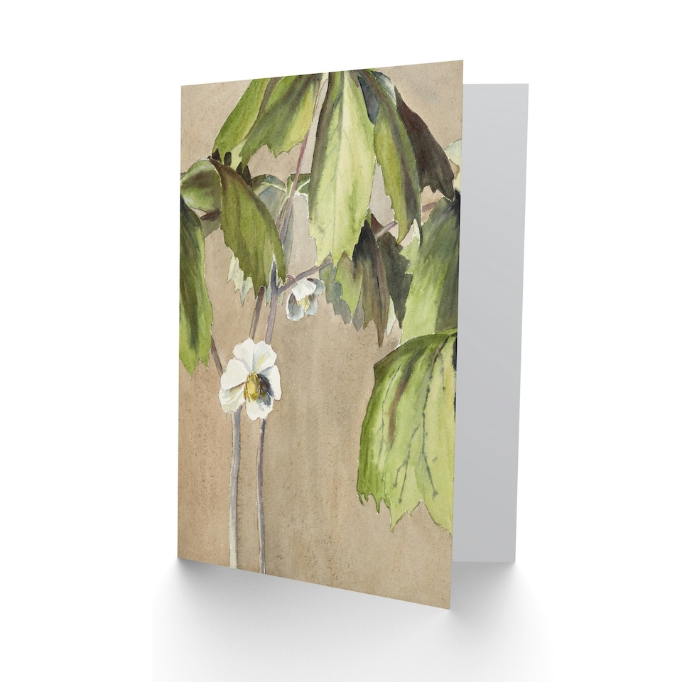 image 1 of Hannah Borger Overbeck Art Card May Apple Flower Watercolour