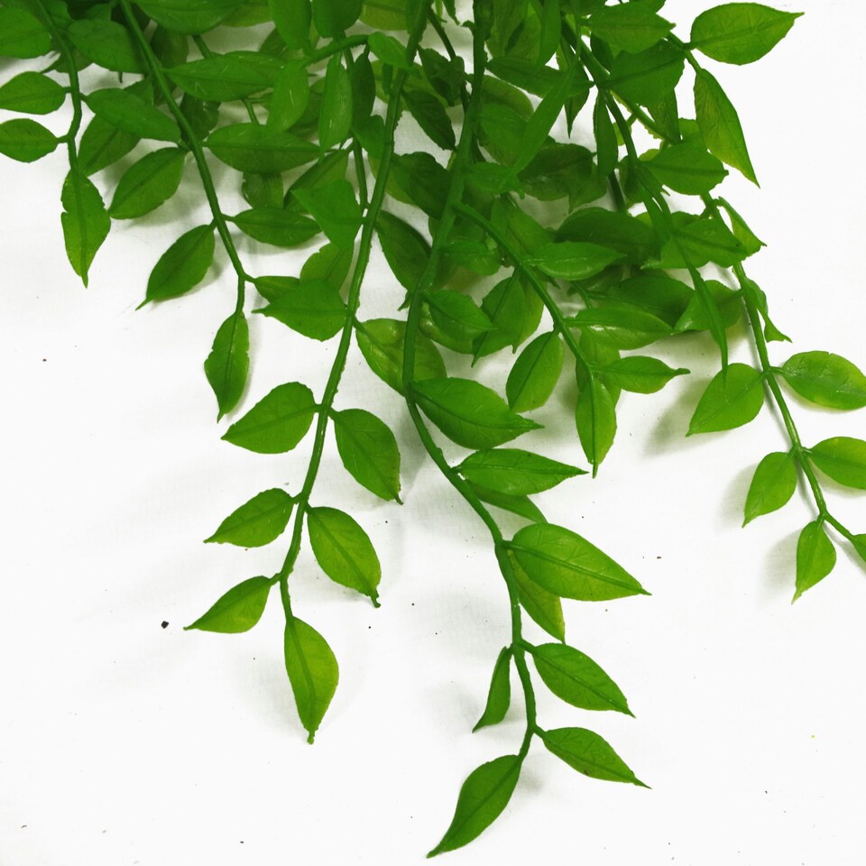 image 1 of 6 x 100cm Hanging Pearls Fern Plant Light Green