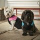 image 10 of Dog Puffer Jacket - Bunty Blue | XL