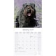 image 3 of Bouvier des Flandres 2026 Calendar | Square Wall Calendar | Dog Breed Gift | Plastic Free Packaging | by Avonside Publishing