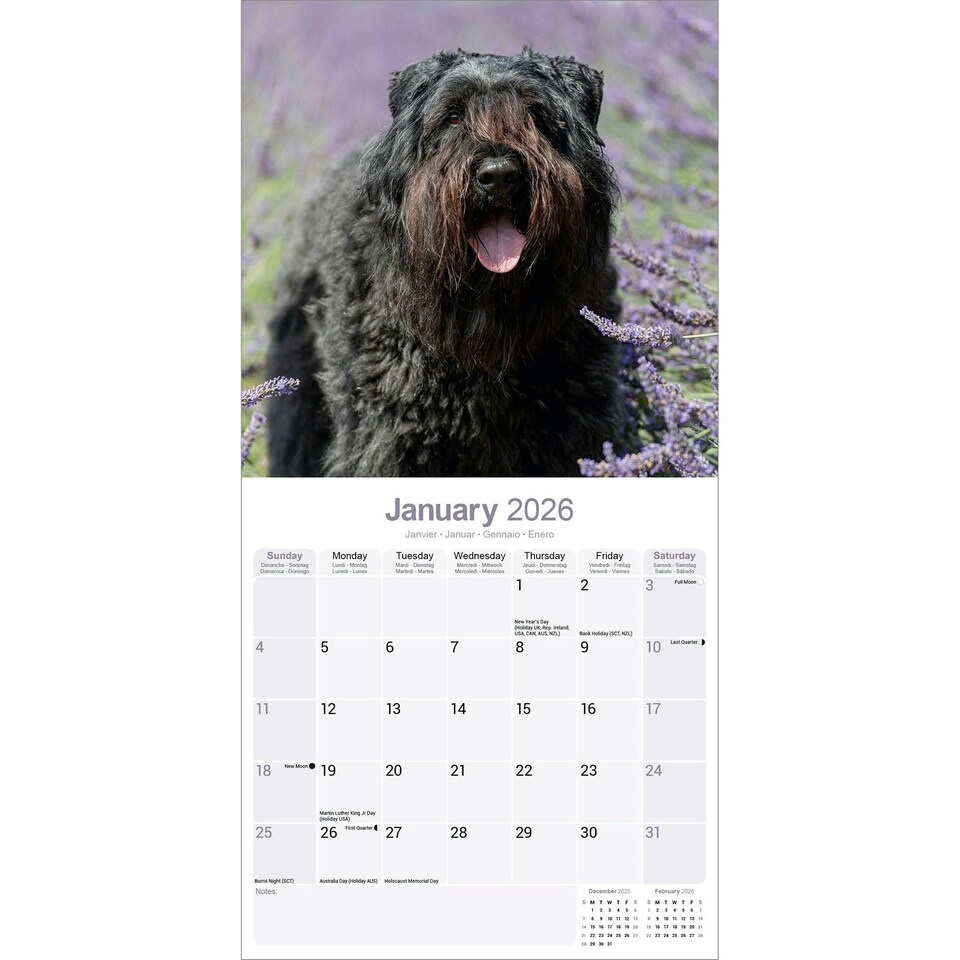 image 1 of Bouvier des Flandres 2026 Calendar | Square Wall Calendar | Dog Breed Gift | Plastic Free Packaging | by Avonside Publishing
