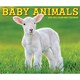 image 1 of Baby Animals Desk Calendar 2026, Desk Calendars, Day To View, Animals, Gift