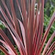 image 5 of Marshalls Garden Cordyline 'Charlie Boy' Variegated Pink and Burgundy Evergreen Shrub 9cm
