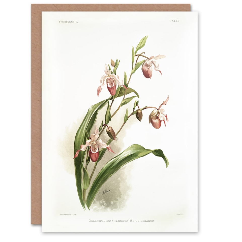 image 1 of Frederick Sander Selenipedium Weidlichianum Orchid Art Greeting Card
