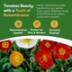 image 4 of Poppy Flower Seeds - Papaver Nudicaule, Icelandic Poppy - 10g | Red | Mixture of bright colours – red, orange, yellow, white | 1