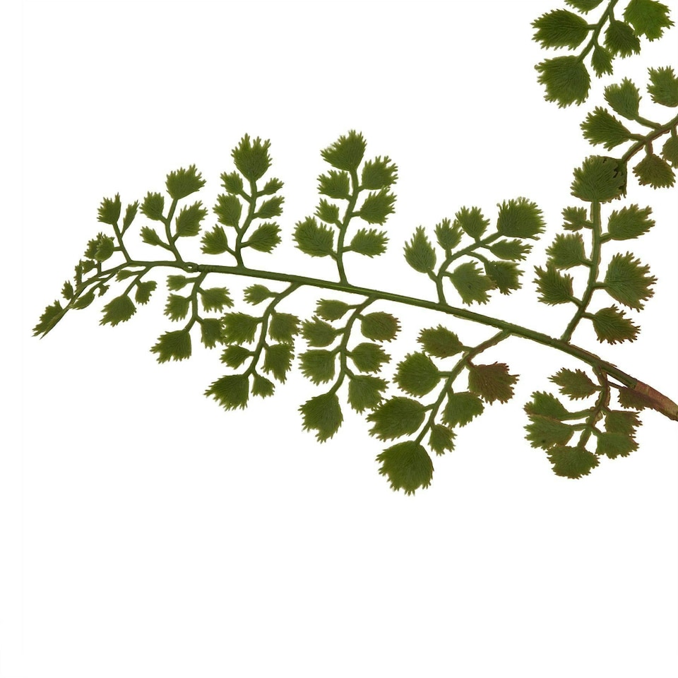 image 1 of Hill Interiors The Natural Garden Collection Maidenhair Fern Artificial Flower - Green - One Size