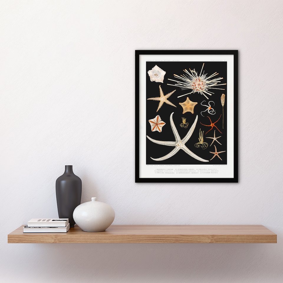 image 1 of Vintage Marine Life Varieties of Deep Sea Starfish Framed Wall Art Print A3