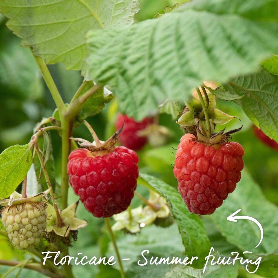 image 1 of Marshalls Garden Raspberry Glen Ample - Midseason High-Yield RHS AGM 10 bare root