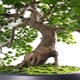 image 2 of 50cm Luxury Artificial  Pine Bonsai Tree | Green | One Size