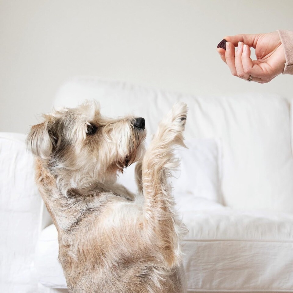 image 1 of 10 x 80g Tails.com Inner Vitality Superfood Bites Dog Treats Pouches - Lamb