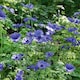 image 3 of Marshalls Garden Anemone Corm 'Mr Fokker' 10 corms | Multi | Violet-blue | 10 x Bulbs