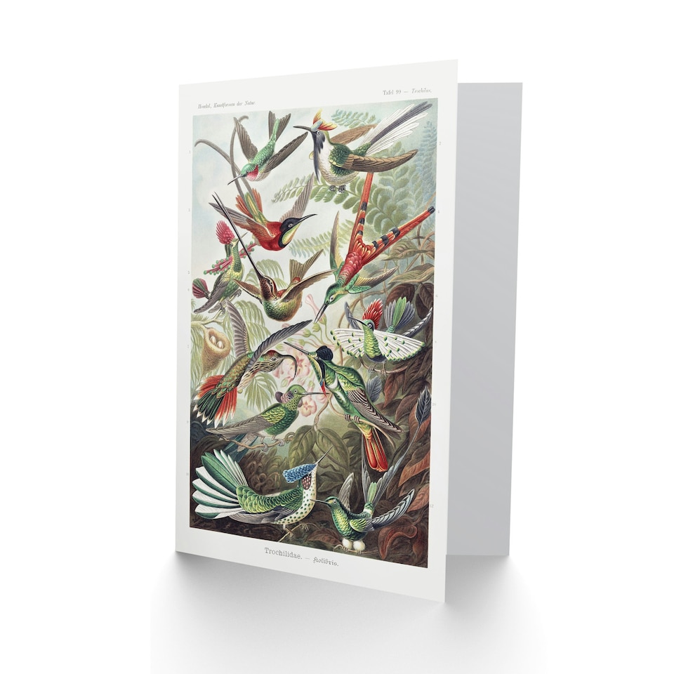 image 1 of Ernst Haeckel Art Card Kolibri Birds Hummingbird Species