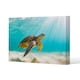 image 1 of photo of Sea turtle in the Galapagos island (Canvas Print)