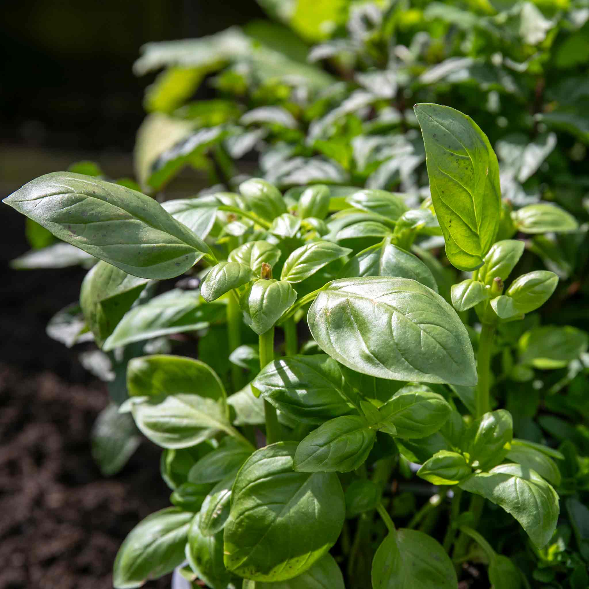 Basil Sweet Italian 1 litre