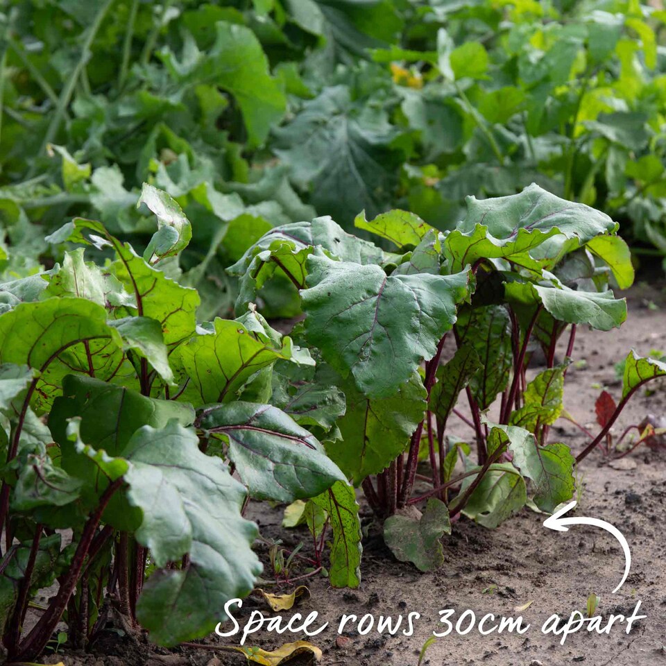 image 1 of Marshalls Garden Beetroot Seeds Boltardy - Bolt-Resistant Early Variety | Red | Deep red