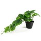 image 4 of Artificial Trailing Green Potted Pothos Plant Botanik