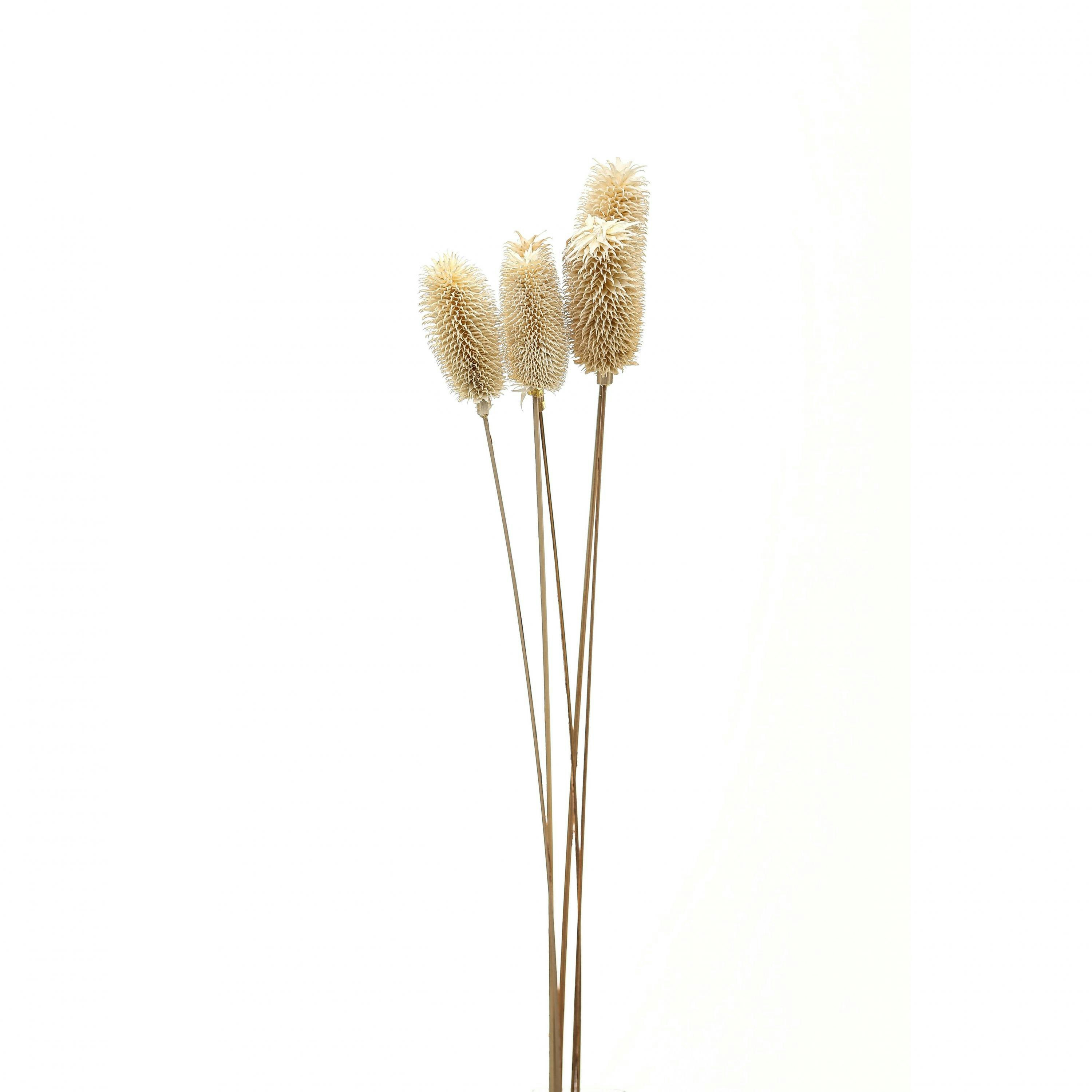 Hill Interiors Thistle Dried Plant - White - One Size