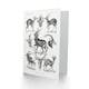 image 2 of Ernst Haeckel Art Card Art Forms of Nature Antilope