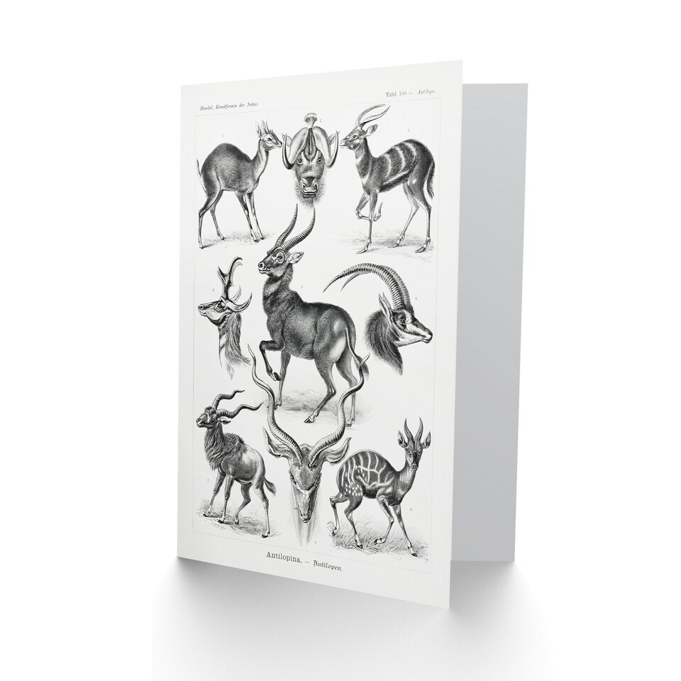 image 1 of Ernst Haeckel Art Card Art Forms of Nature Antilope