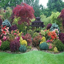The Low Front Garden Border Mix Selection Large Mature Plants Supplied in 3 Litre Pots - Pack of 6