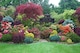 image 1 of The Low Front Garden Border Mix Selection Large Mature Plants Supplied in 3 Litre Pots - Pack of 6