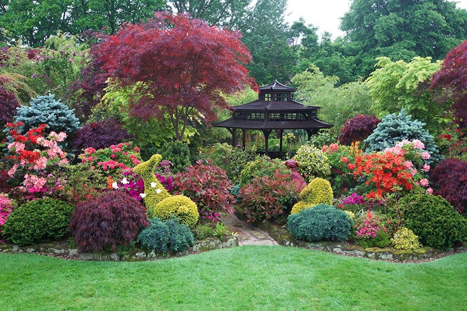 image 1 of The Low Front Garden Border Mix Selection Large Mature Plants Supplied in 3 Litre Pots - Pack of 6