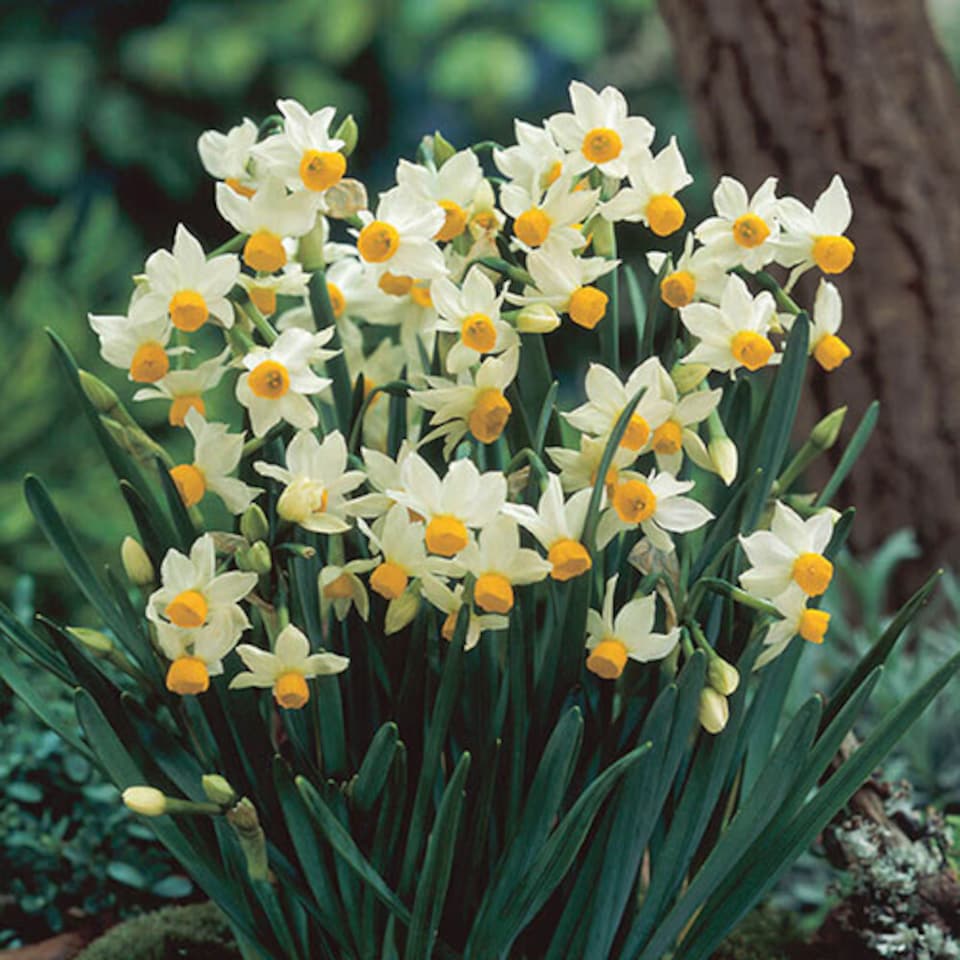 image 1 of You Garden - Spring Flowering Bulb Mixed Pack, 600 Bulbs, 7 Varieties, Bulk Buy Collection (600 Bulbs)
