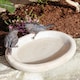 image 2 of Contemporary Bird Bowl