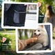 image 10 of PawHut Pet Stroller Dog Pram Pushchair Cat Travel Carriage Universal Wheels Grey