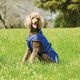 image 3 of Weatherbeeta Comfitec Windbreaker Free Deluxe Dog Coat - Dark Blue/Grey/White - 50cm